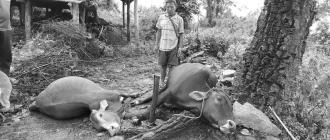 लेटाङमा चट्याङ लागेर हलगोरुको मृत्यु