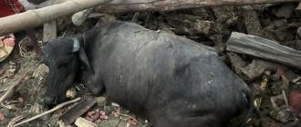 हावाहुरीले गोठ भत्किँदा २ वटा भैँसी मरे, २ घाइते