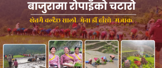 बाजुरामा रोपाइँको चटारो : खेतमै चल्दै छ साली–भेना झैँ हाँसो–मजाक