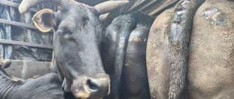 अवैध गाई–गोरु तस्कर नियन्त्रणमा, ११ पशु बरामद