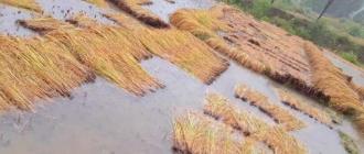 वर्षाको प्रभाव : कोशी प्रदेशमा २ अर्ब ५ करोड बराबरको कृषि बालीमा क्षति