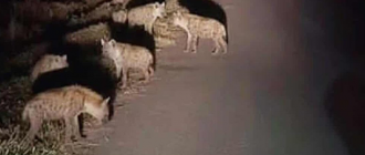 मोरङको रंगेलीमा देखिए हाइनाको बथान, उद्दार टोलीले भेटेन