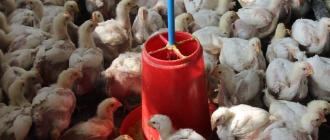 कोसी प्रदेशका तीन जिल्लामा बर्डफ्लु संक्रमण