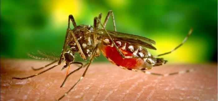 जापानिज इन्सेफ्लाइटिसबाट झापामा ६ जनाको मृत्यु