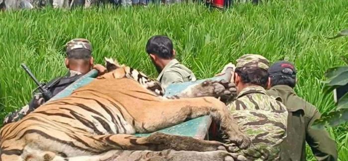 बस्तीमा पसेर आतङ्क मच्चाएको बाघ नियन्त्रणमा बस्तीमा पसेर आतङ्क मच्चाएको बाघ नियन्त्रणमा